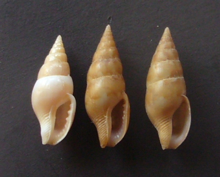 mitrella pallaryi?
